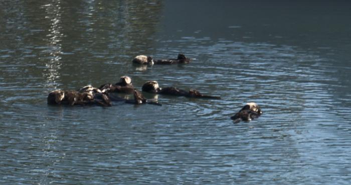 Otters in the Otter Nursery 