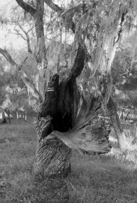 Into the Arboretum Void