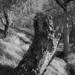 An old stump