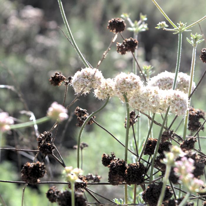 Desert Flowers