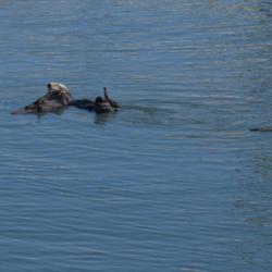 More Otters