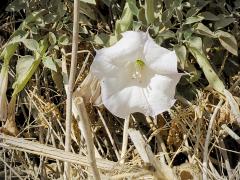 Poking out of the brush