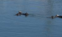 More Otters