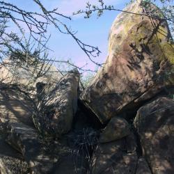 Another view of the nest