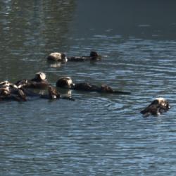 Otters in the Otter Nursery 