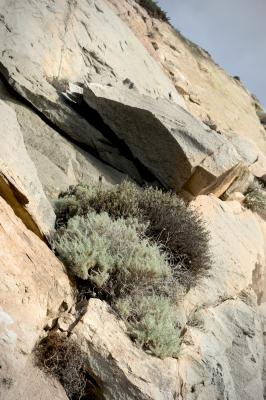 Hanging on to Morro Rock