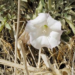 Poking out of the brush