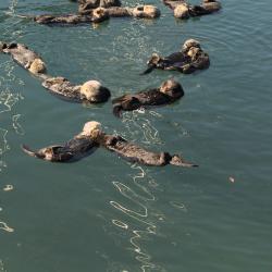 More Otters and Pups