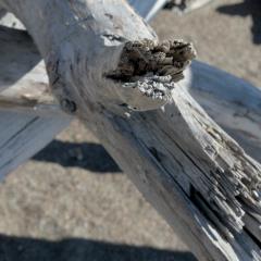 Driftwood