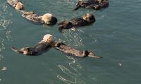 More Otters and Pups