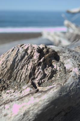 Driftwood